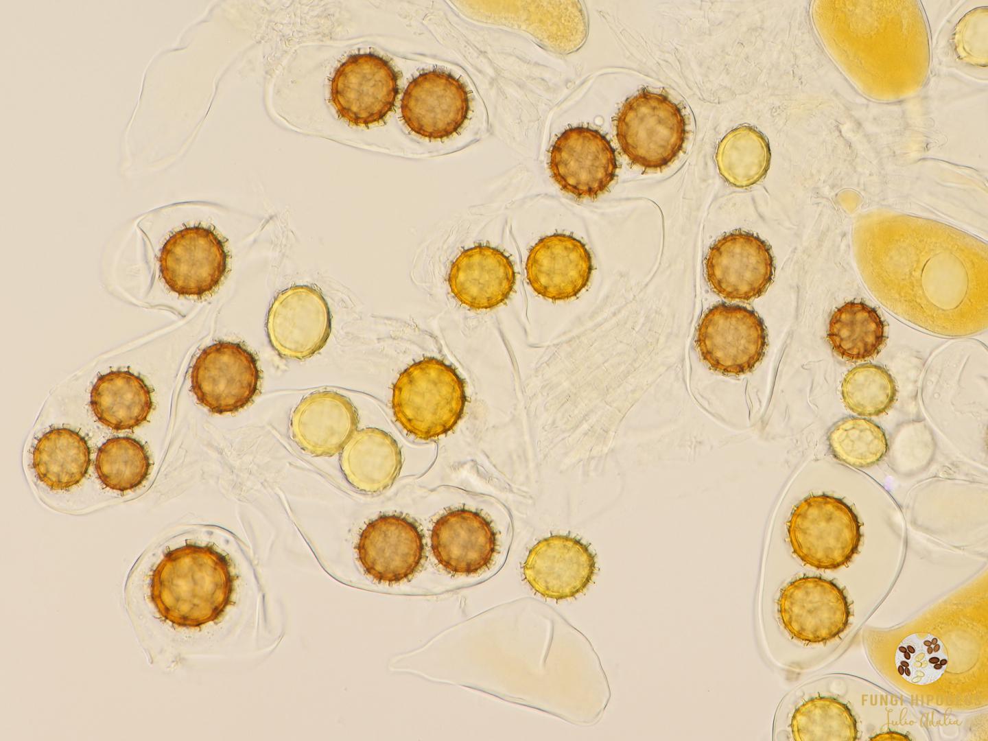 Imagen de portada 738