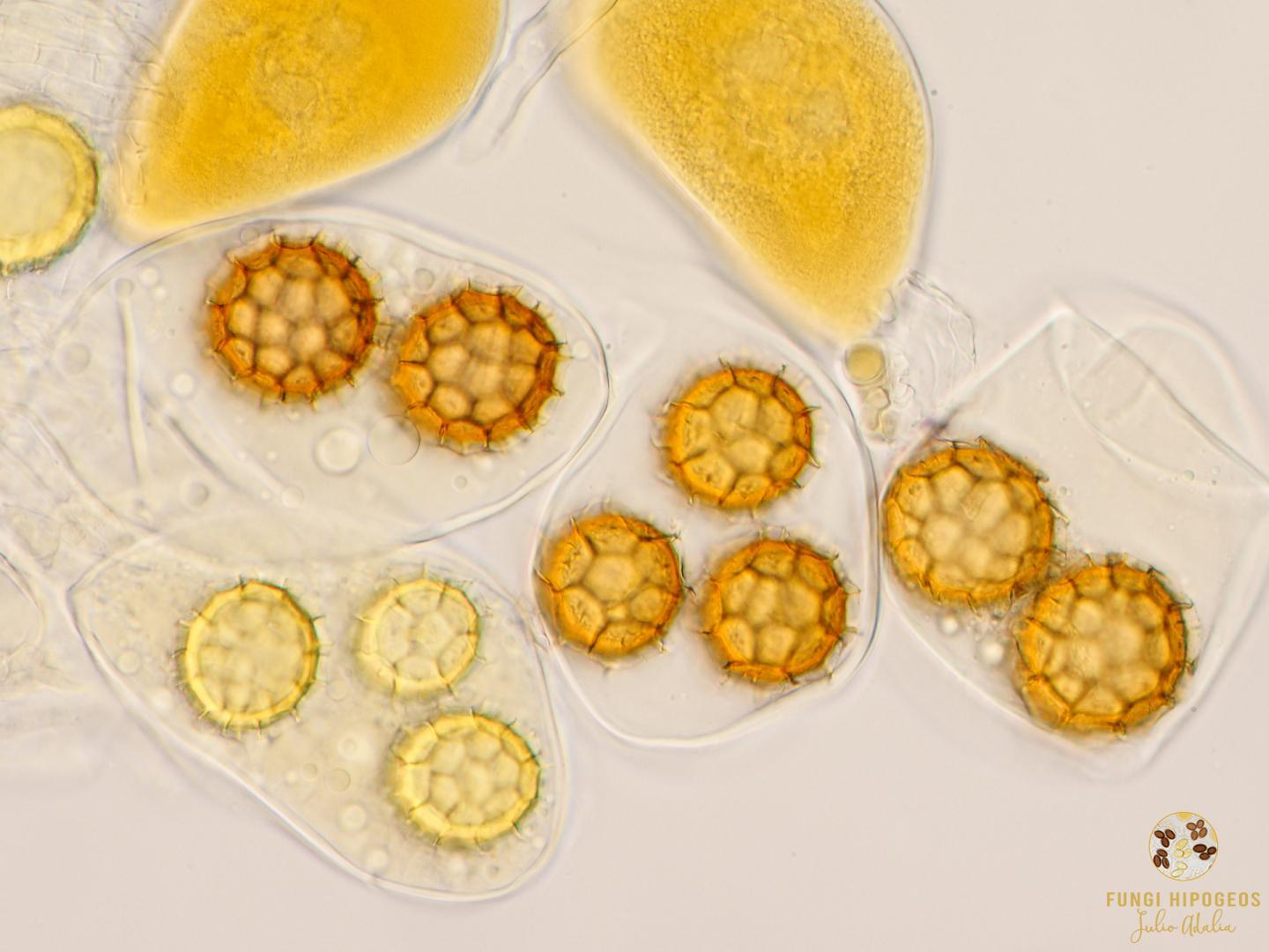 Imagen de portada 739