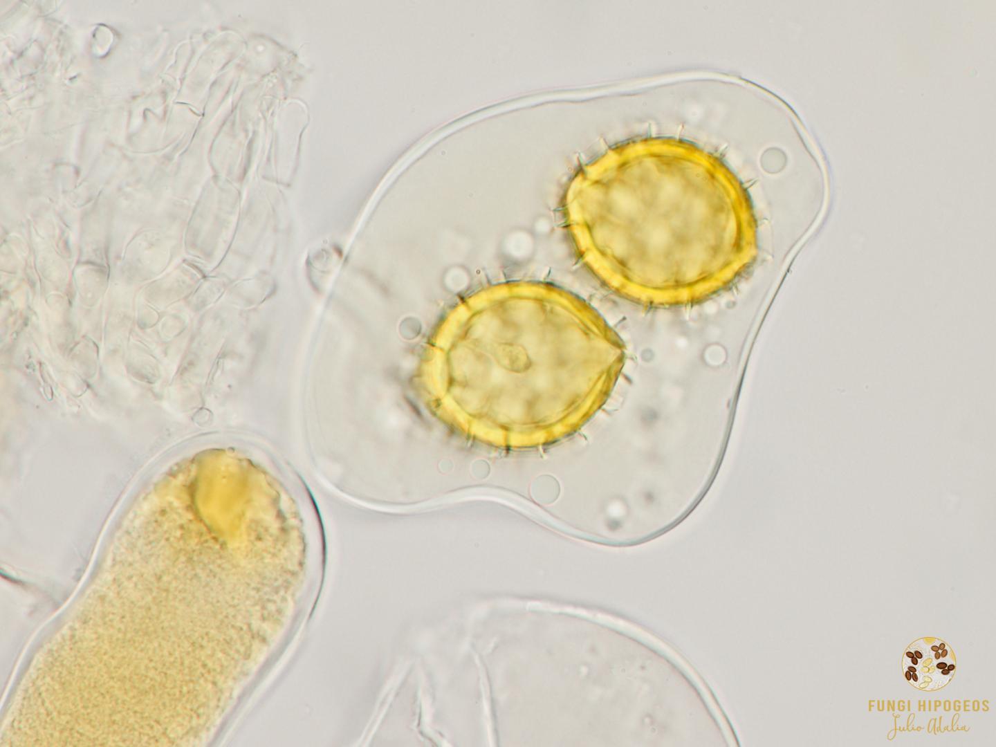 Imagen de portada 740