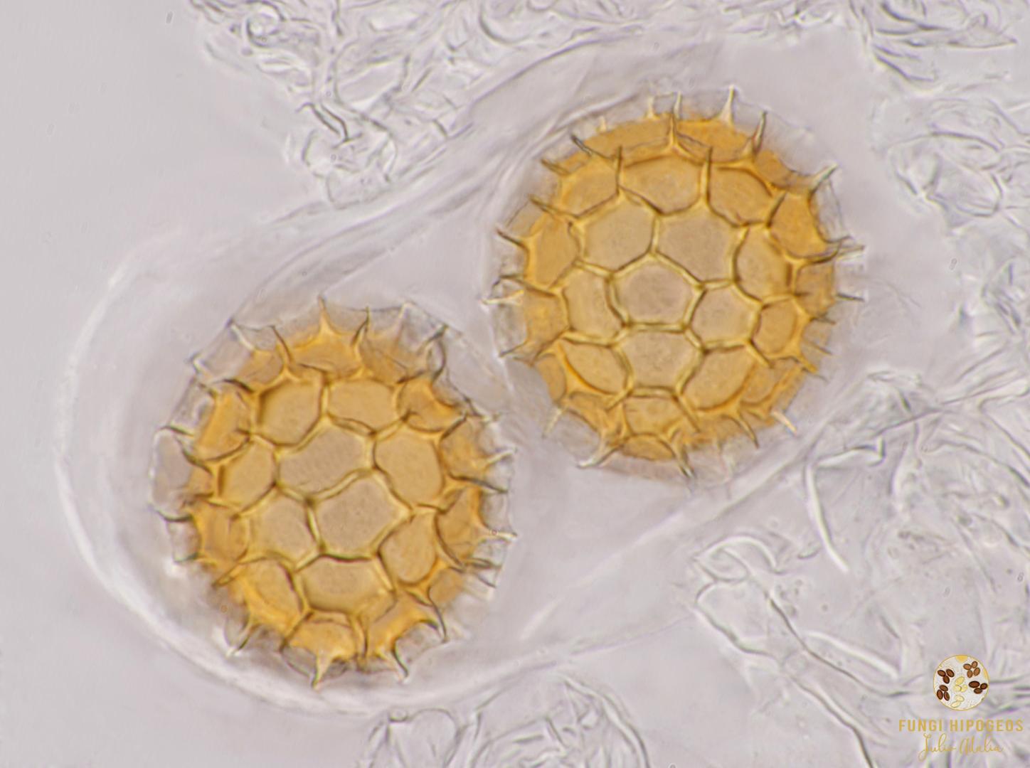 Imagen de portada 741