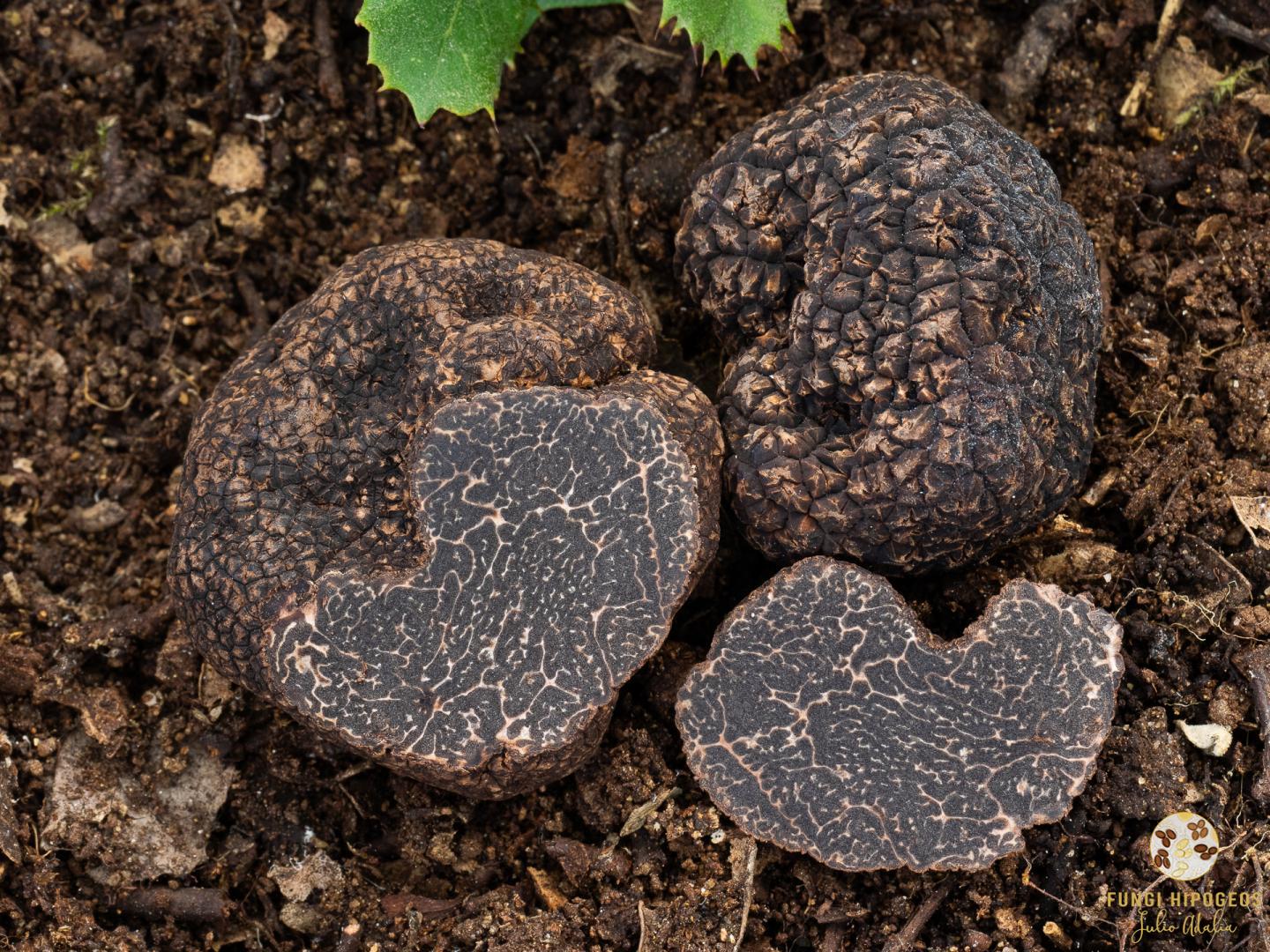 Imagen de portada 702