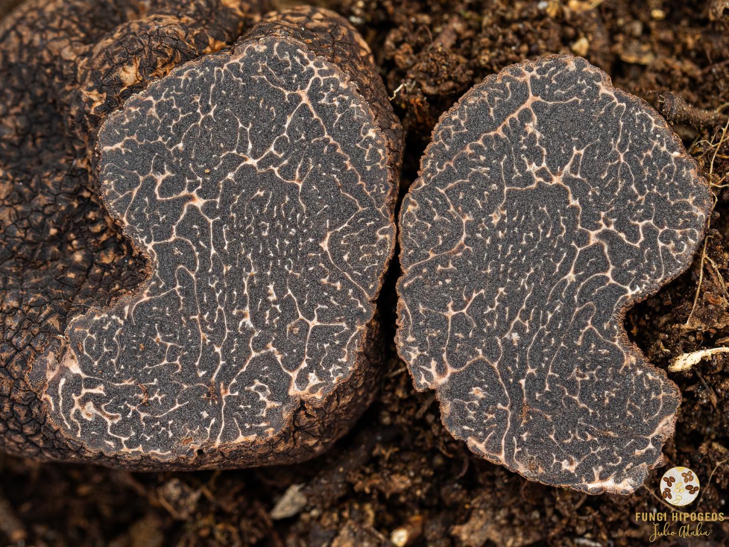 Imagen de portada 703