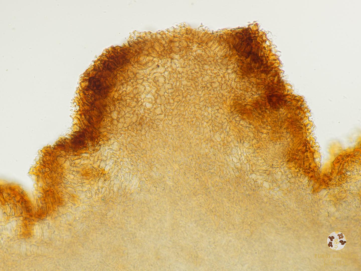 Imagen de portada 704