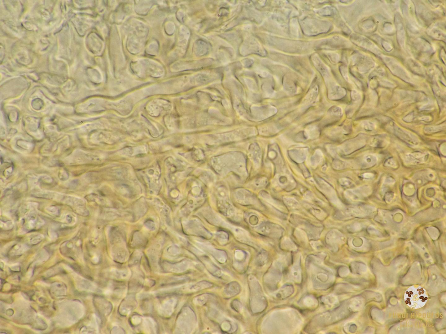 Imagen de portada 705