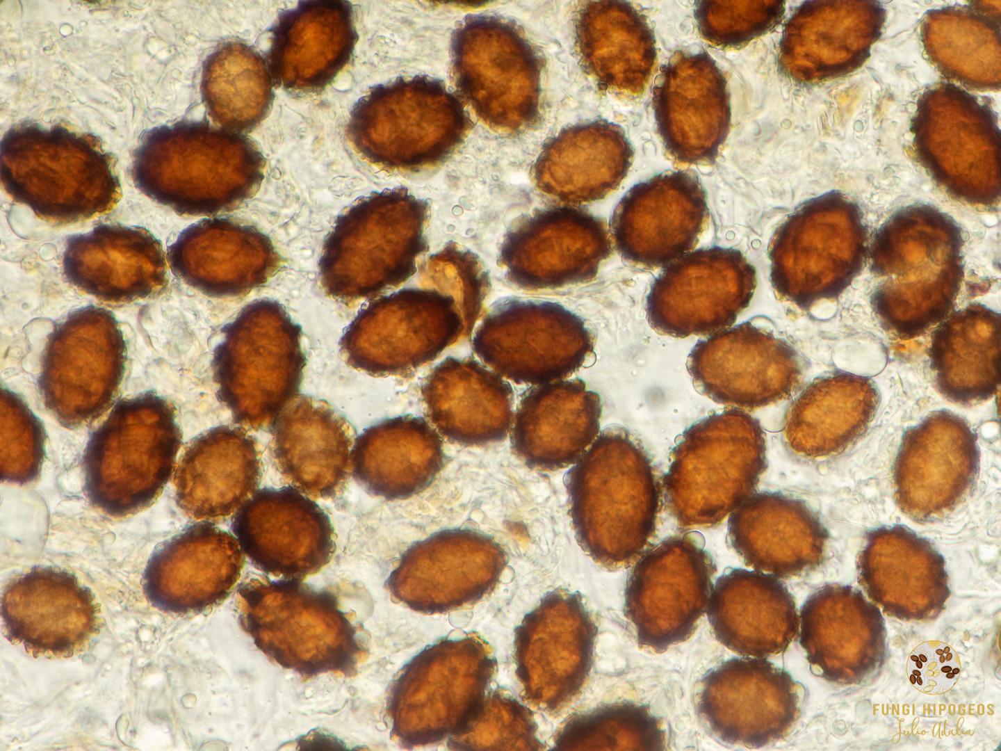 Imagen de portada 706