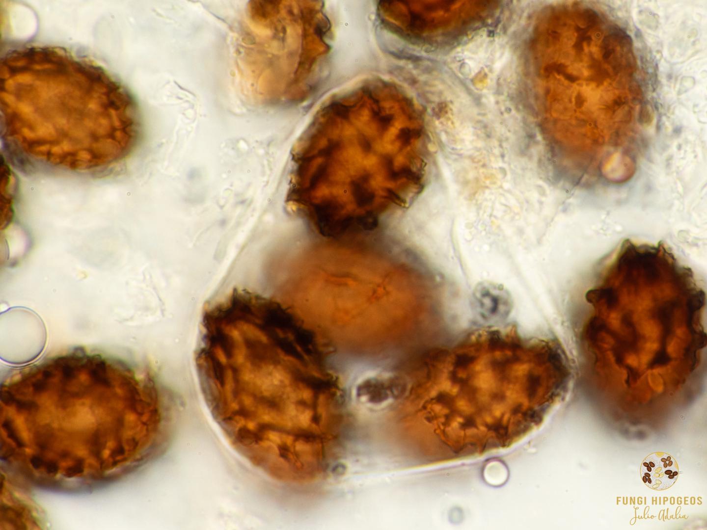 Imagen de portada 707