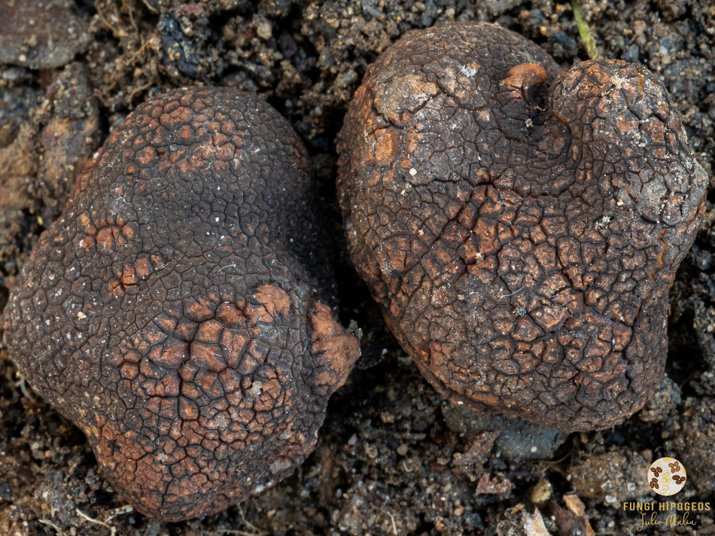 Imagen de portada 694