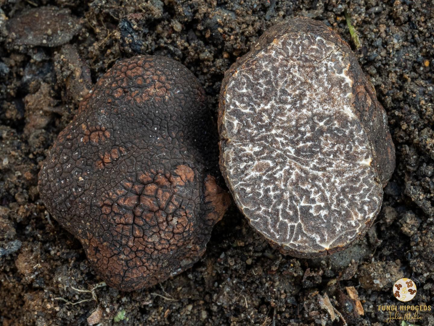 Imagen de portada 695