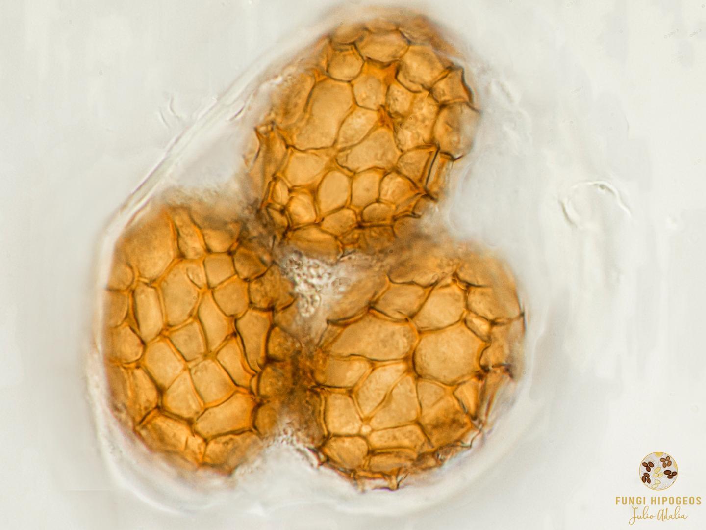 Imagen de portada 698