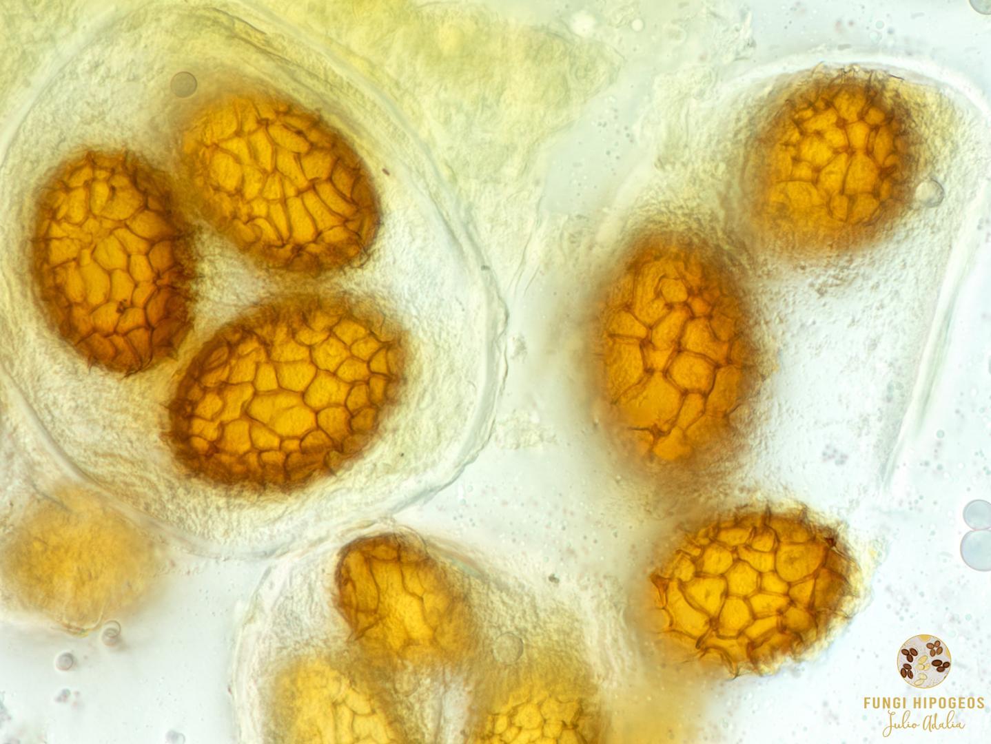 Imagen de portada 699