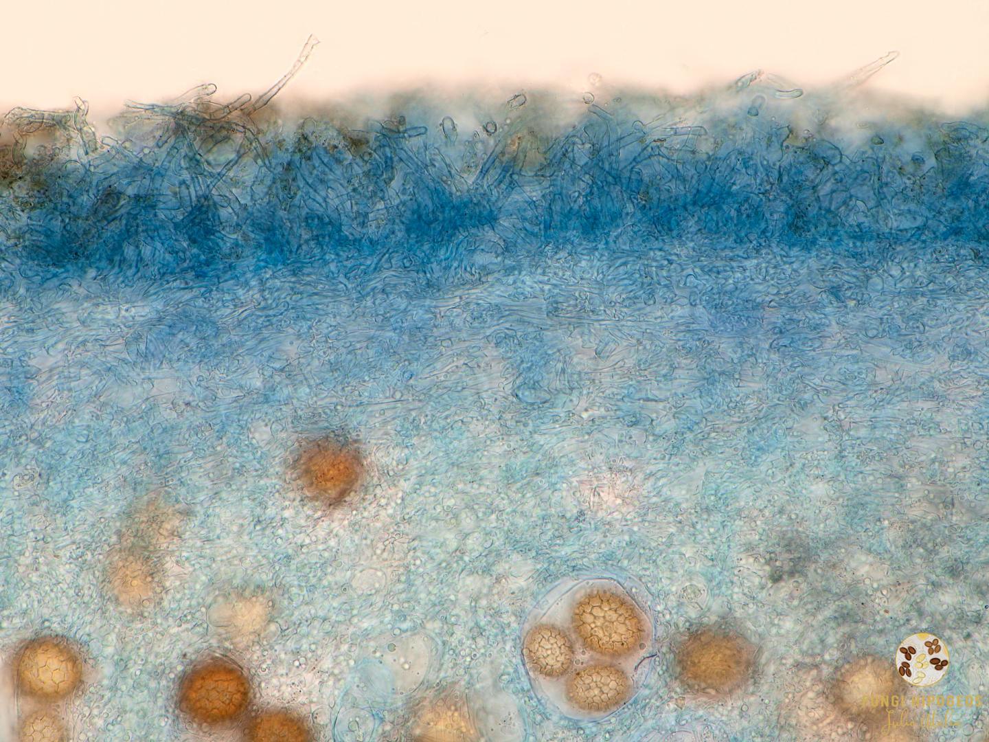 Imagen de portada 745