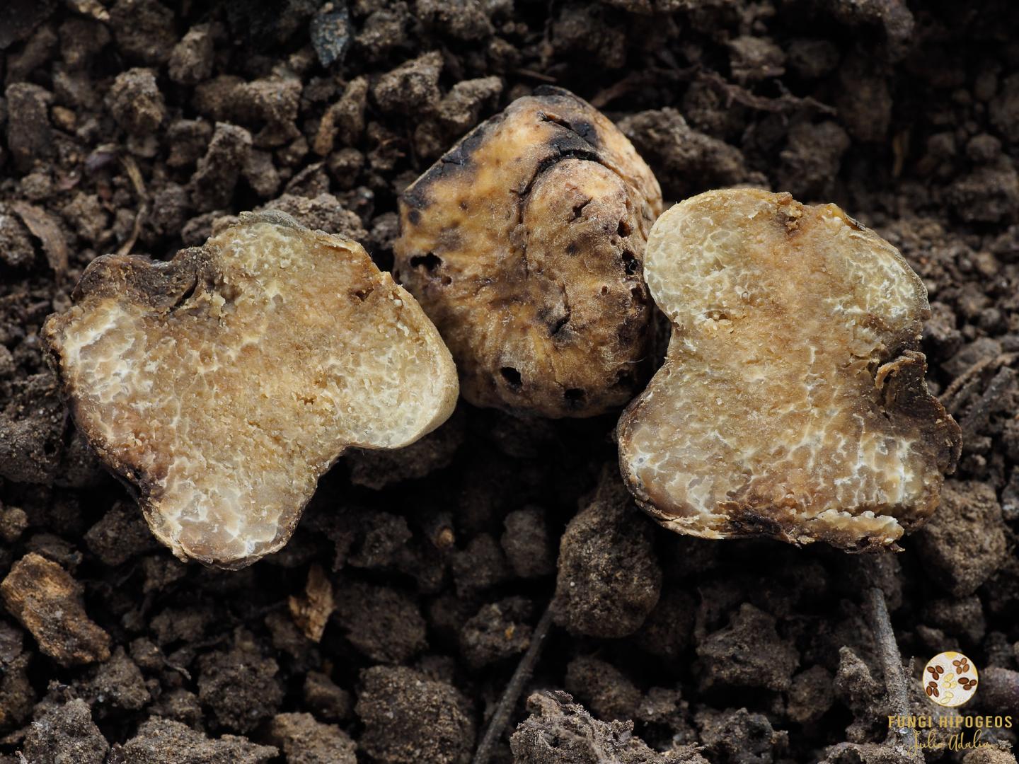 Imagen de portada 687