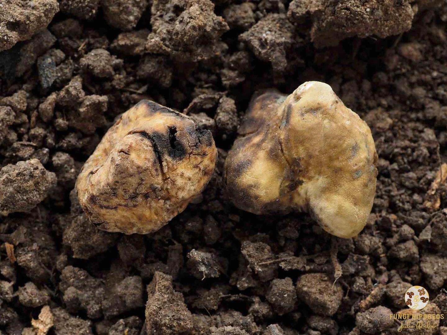 Imagen de portada 688