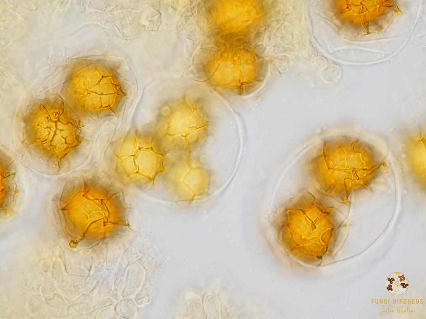 Imagen de portada 689