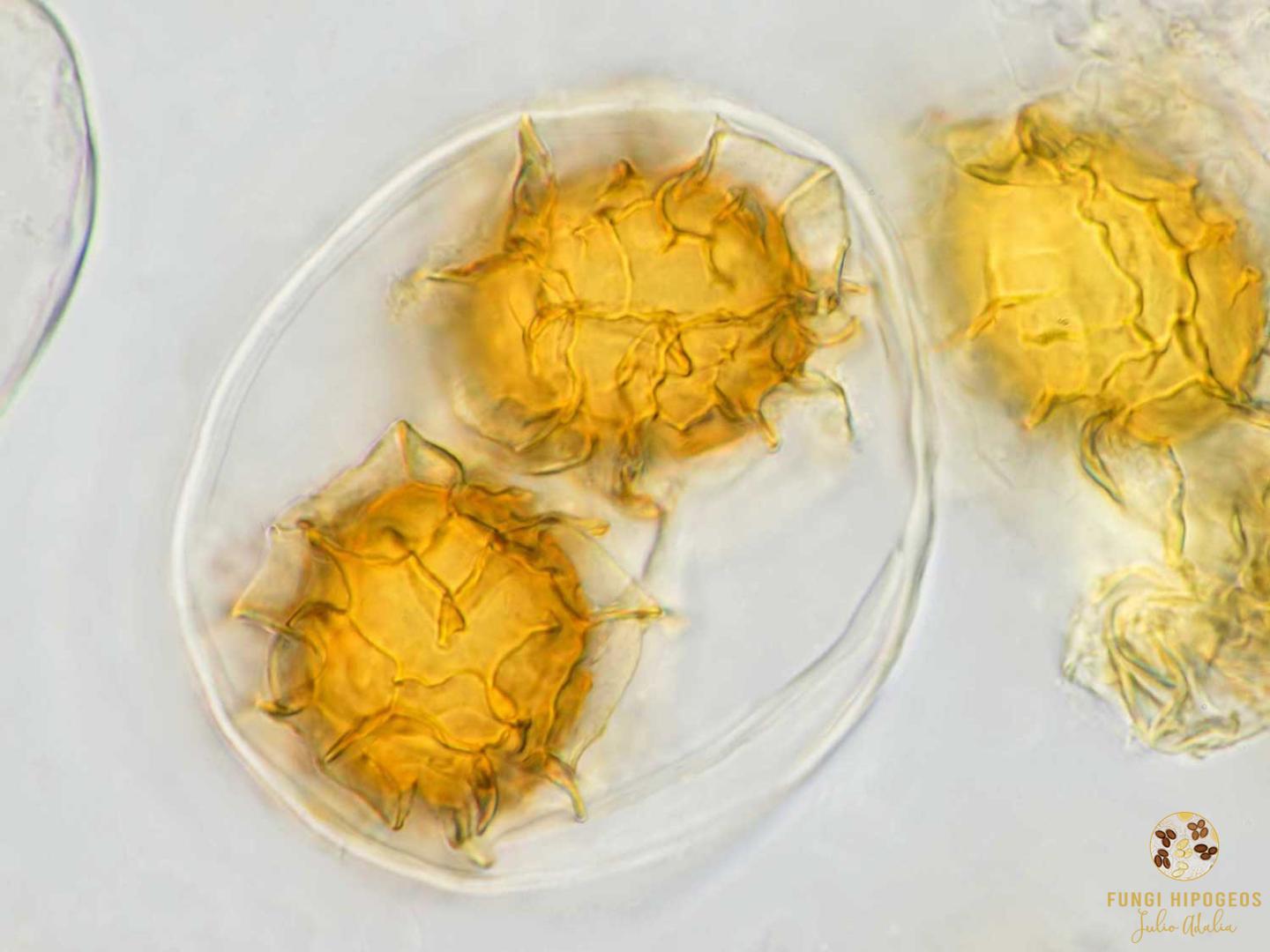 Imagen de portada 690