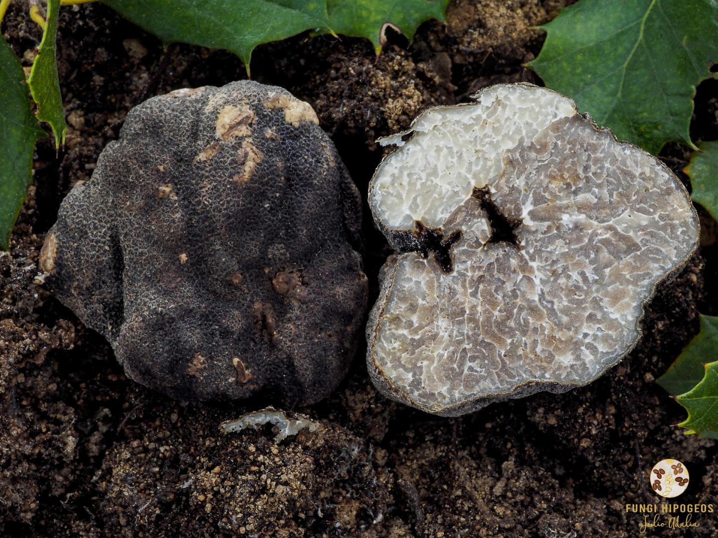 Imagen de portada 677