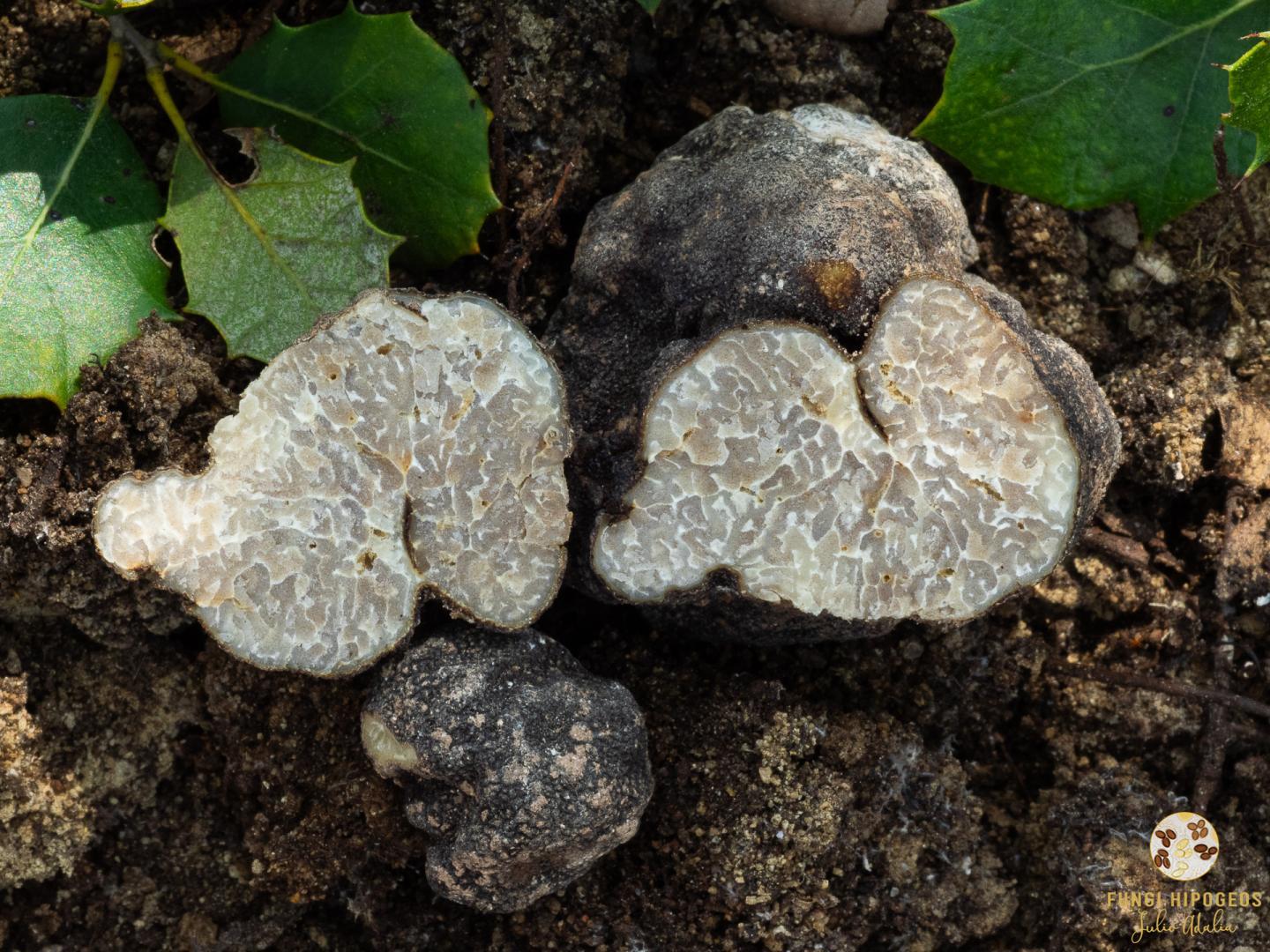 Imagen de portada 678