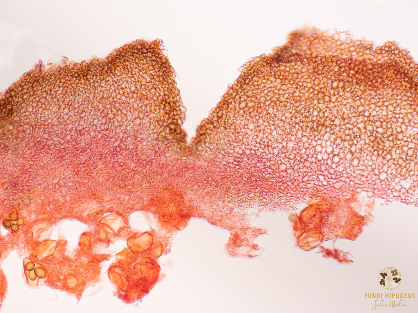 Imagen de portada 679