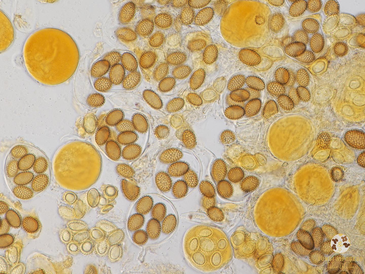 Imagen de portada 681