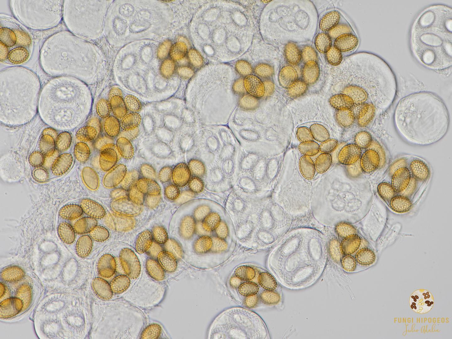 Imagen de portada 683