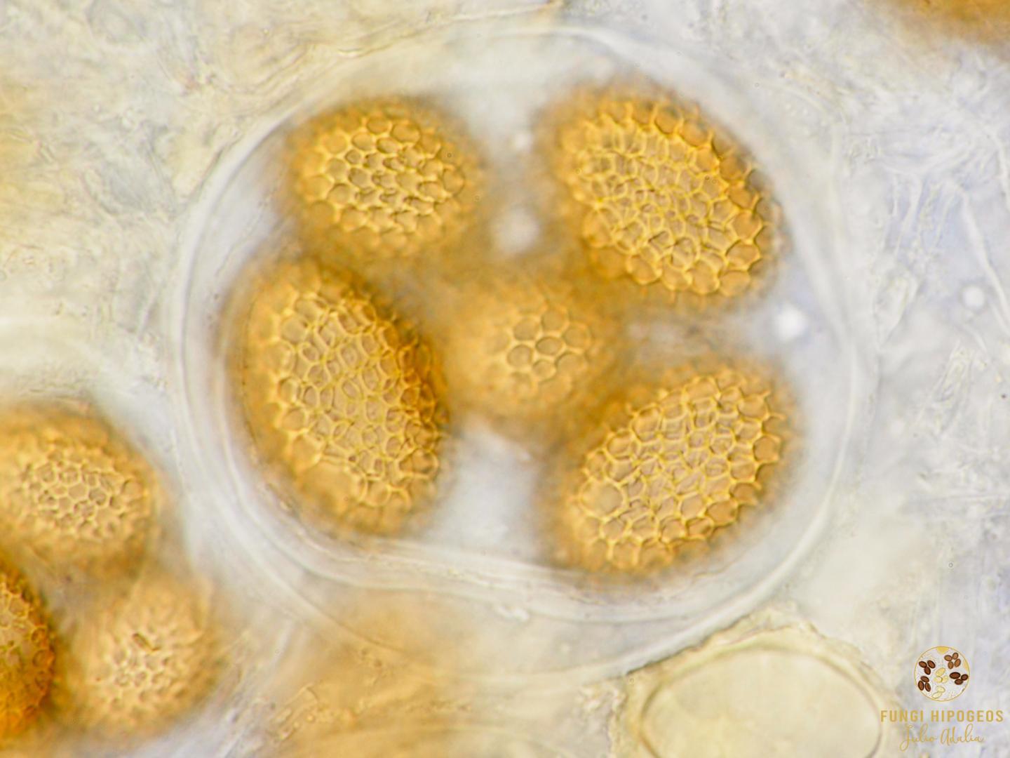 Imagen de portada 684