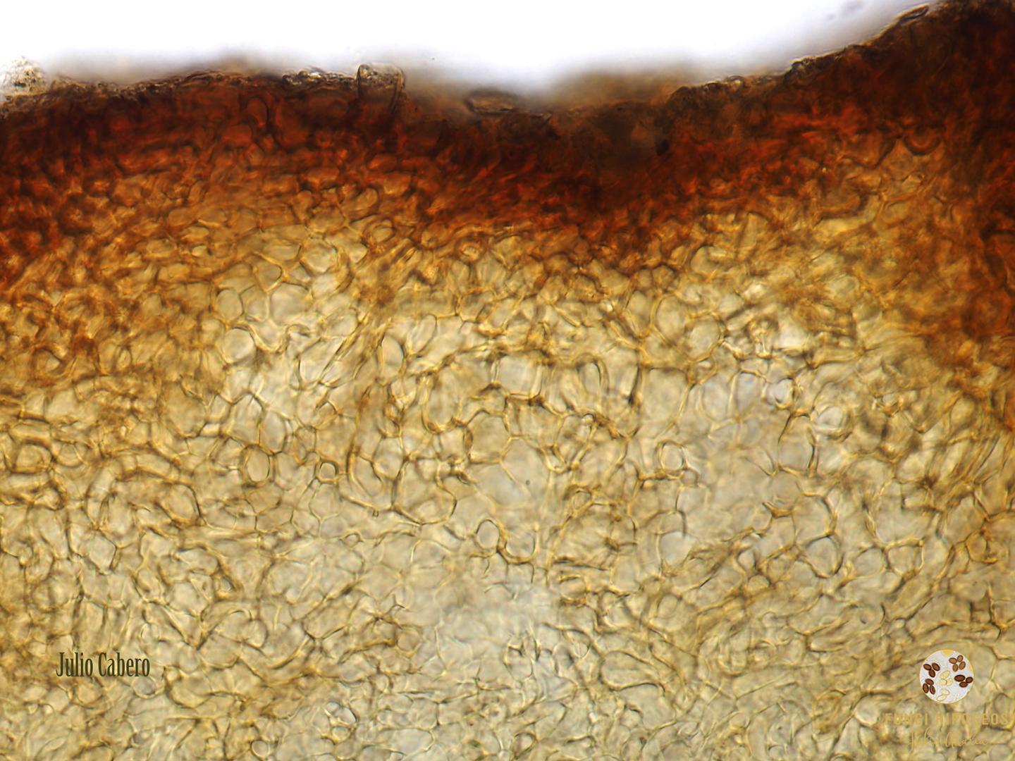 Imagen de portada 671