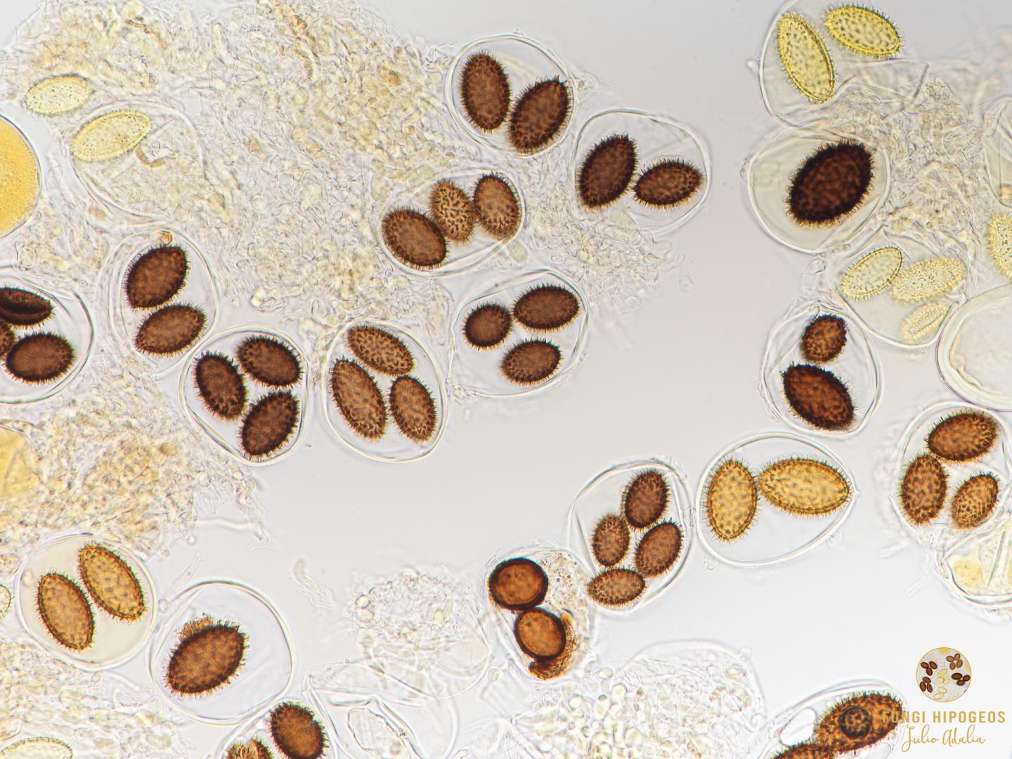 Imagen de portada 672