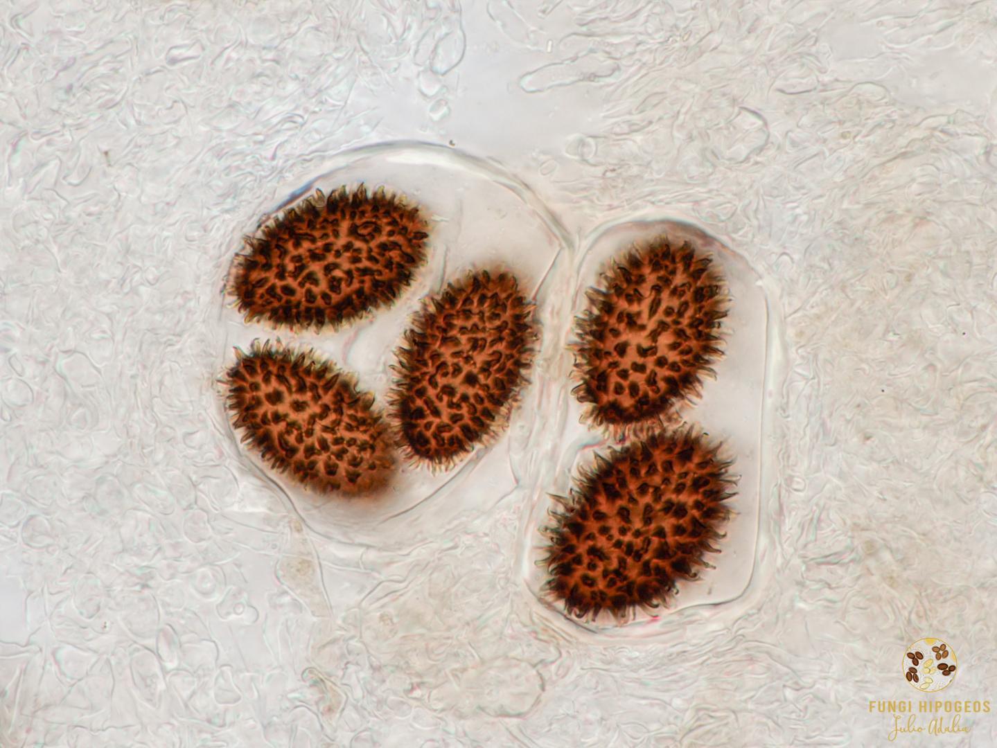 Imagen de portada 674