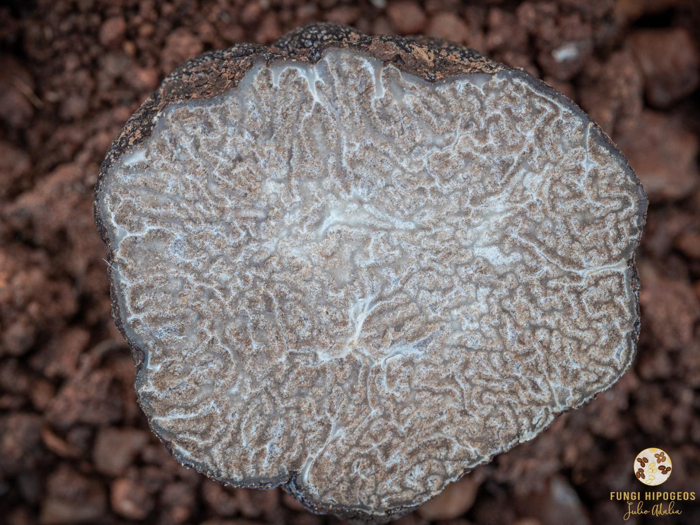 Imagen de portada 751