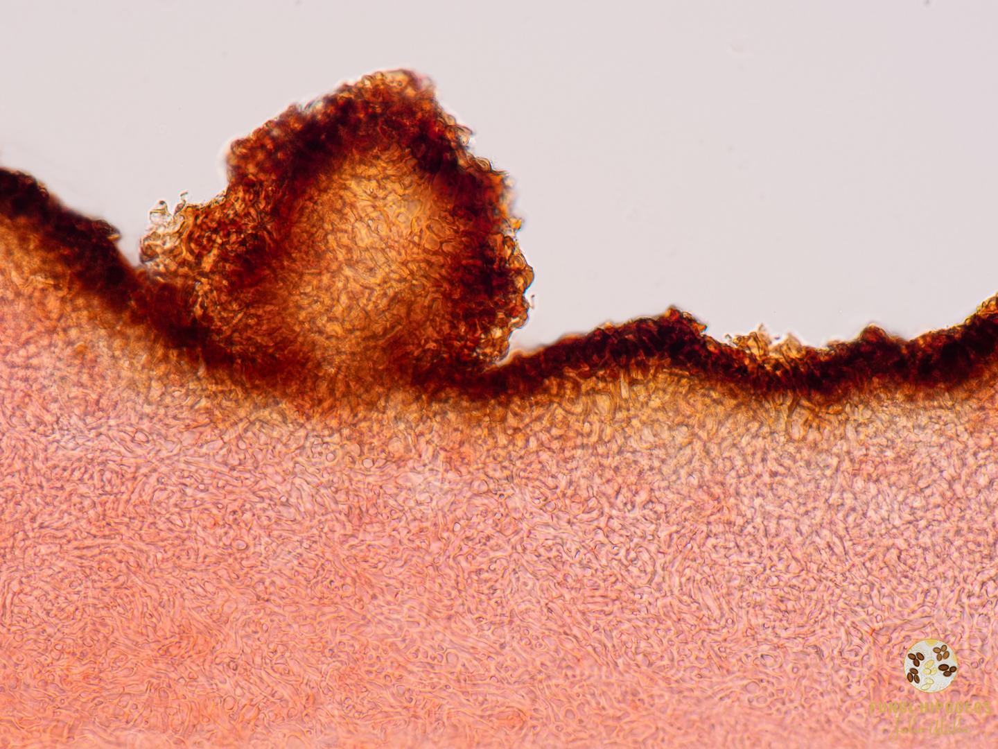 Imagen de portada 752