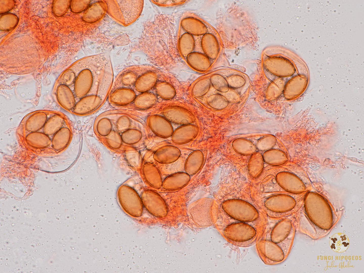 Imagen de portada 753