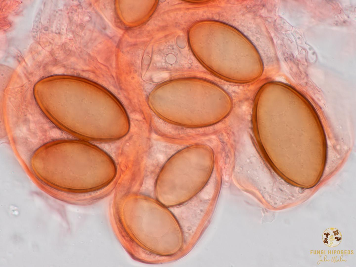 Imagen de portada 754