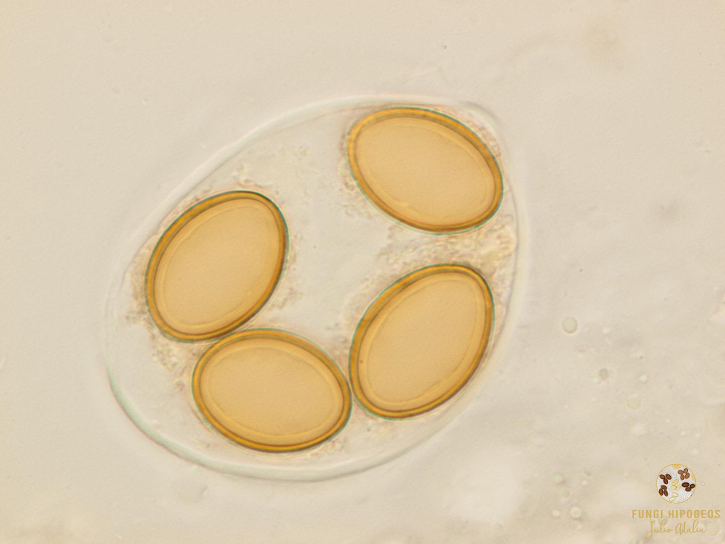 Imagen de portada 755