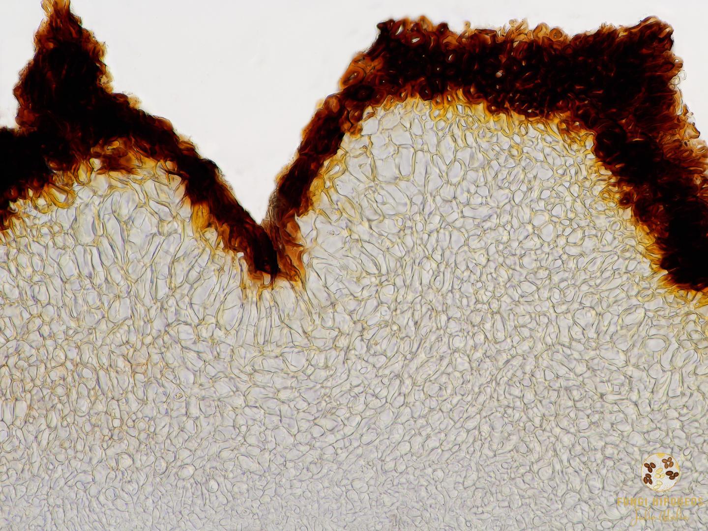 Imagen de portada 761