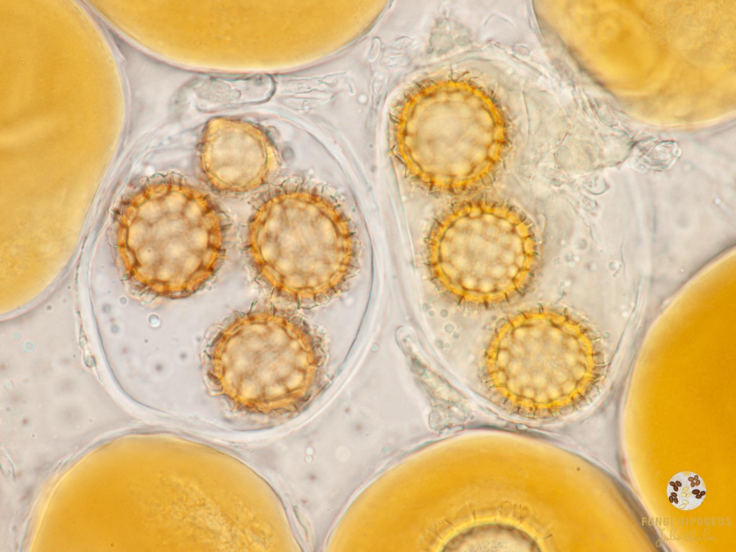 Imagen de portada 1516