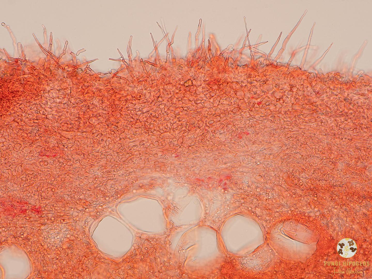 Imagen de portada 771