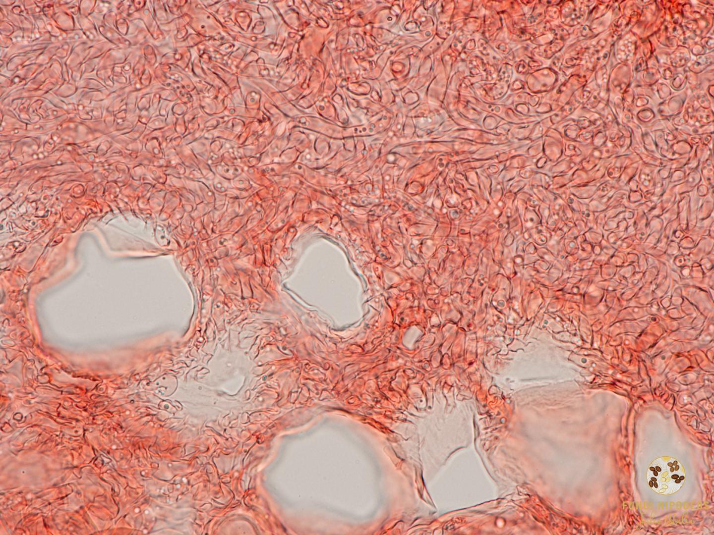 Imagen de portada 772