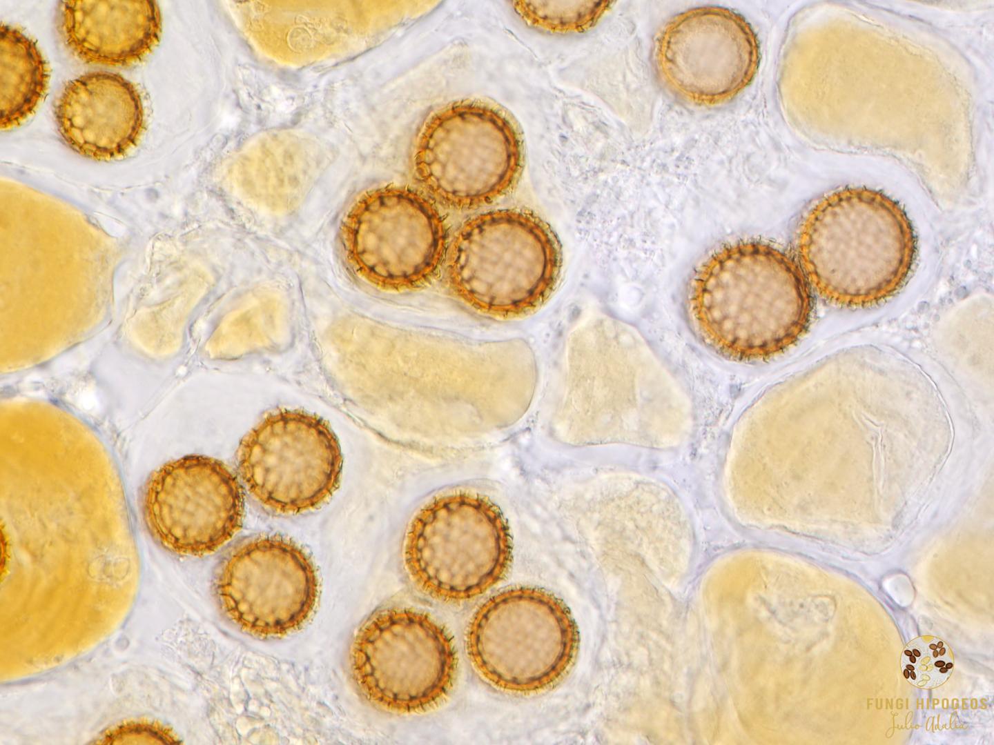 Imagen de portada 773