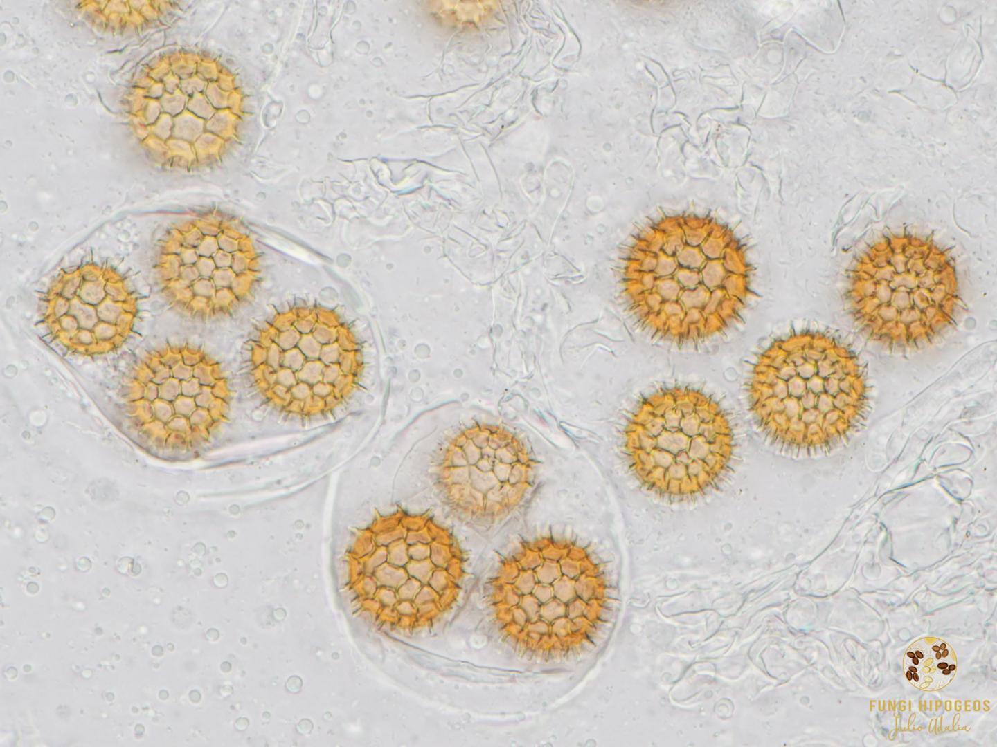 Imagen de portada 774