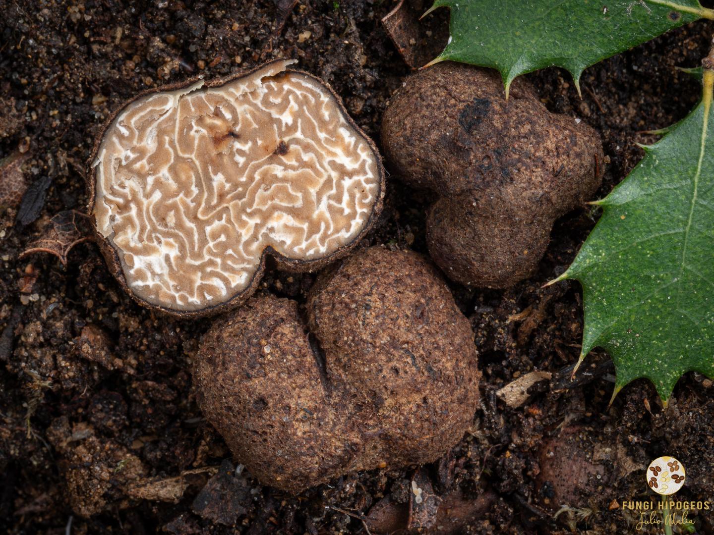 Imagen de portada 777