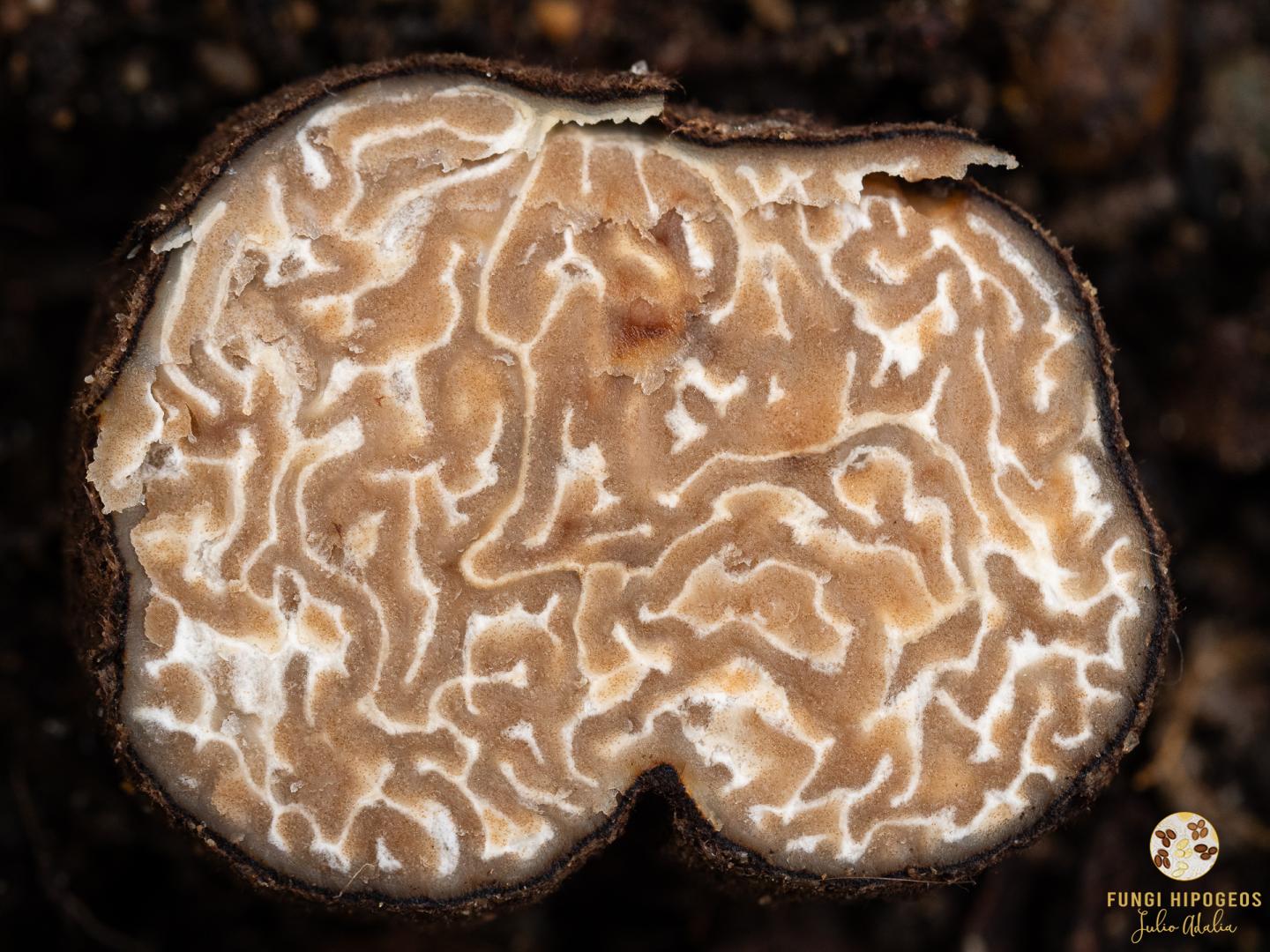 Imagen de portada 779