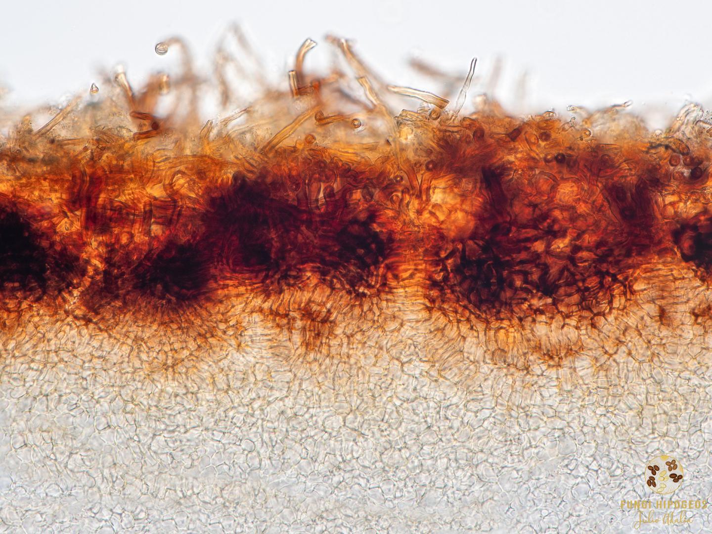 Imagen de portada 780