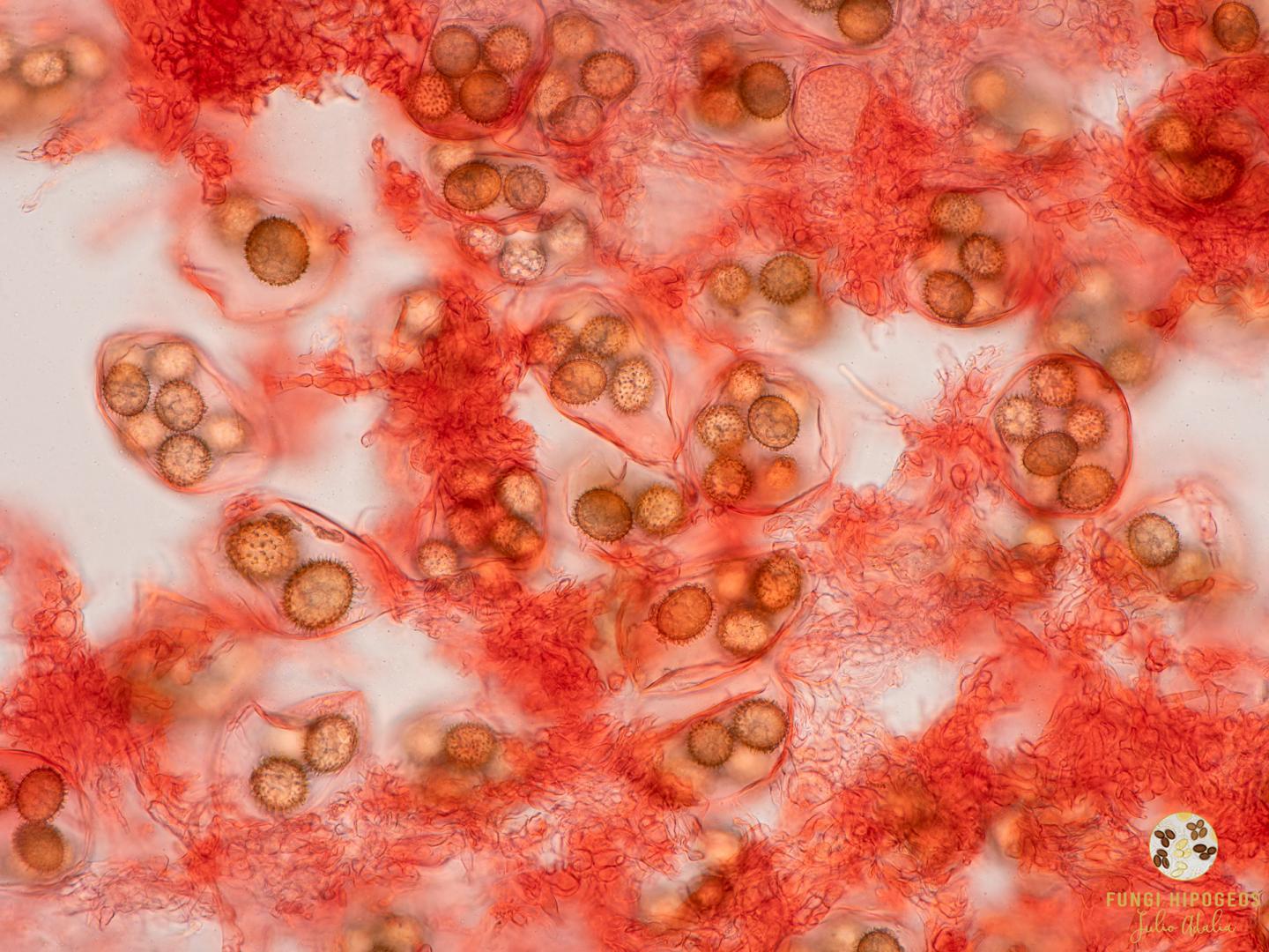 Imagen de portada 781