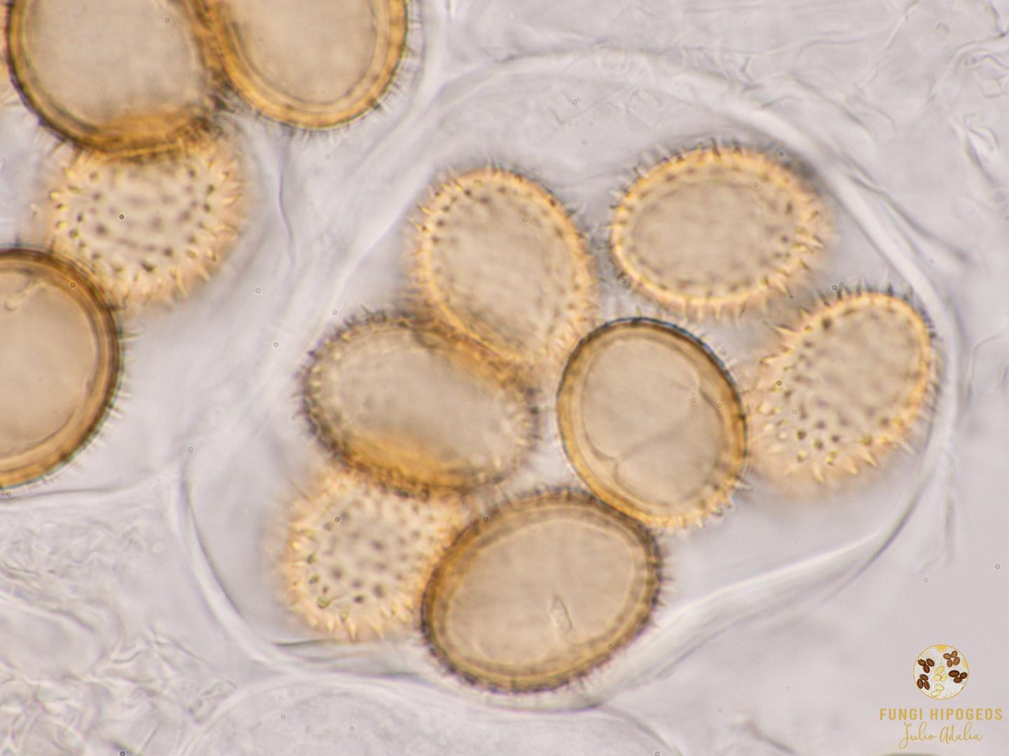 Imagen de portada 783