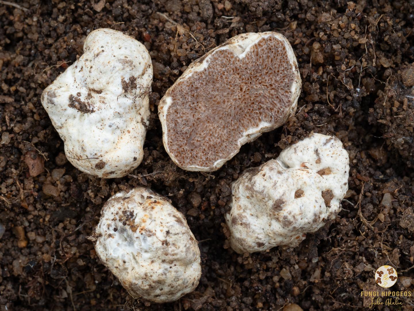 Imagen de portada 1254