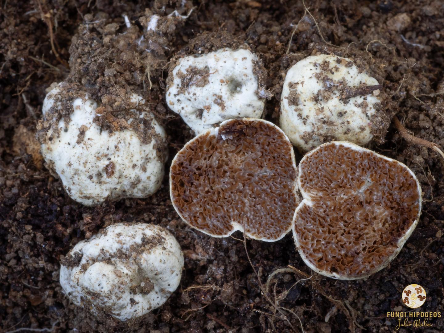 Imagen de portada 1255