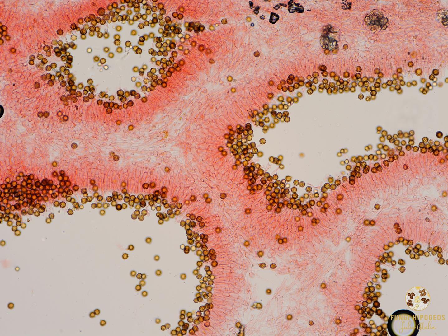 Imagen de portada 1256