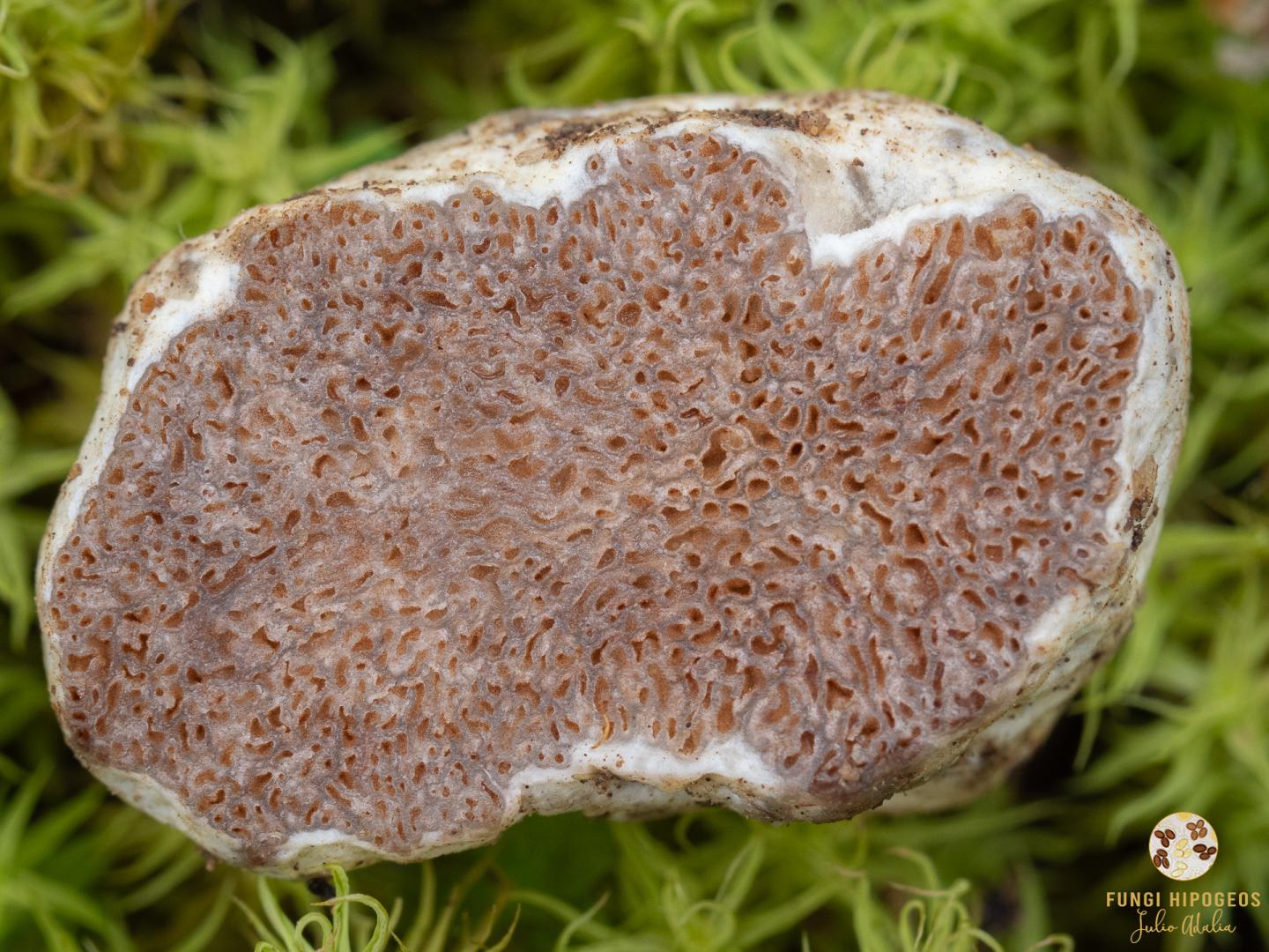 Imagen de portada 1257