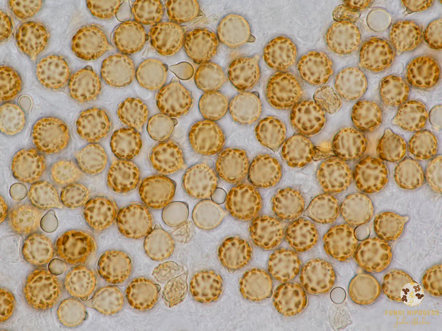 Imagen de portada 1258