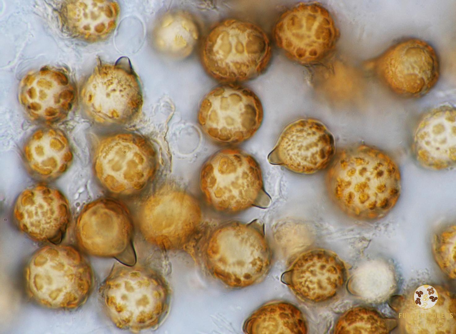 Imagen de portada 1259